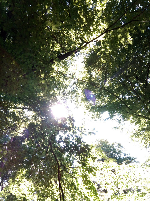 zon door de bomen